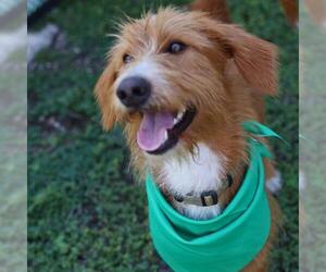 Mutt Dogs for adoption in San Antonio, TX, USA