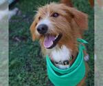 Small Mutt