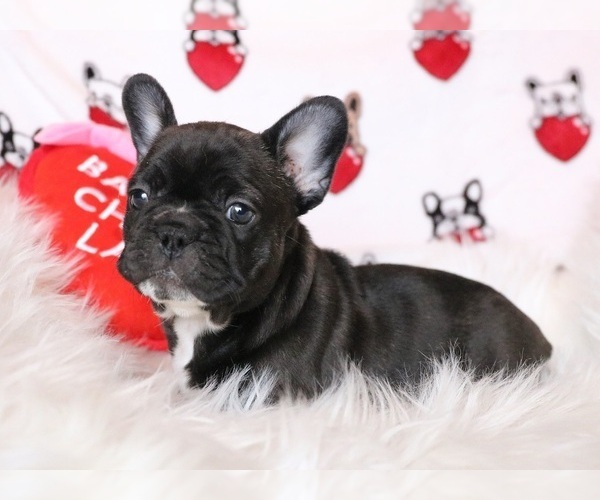 Medium Photo #2 French Bulldog Puppy For Sale in FAIR GROVE, MO, USA