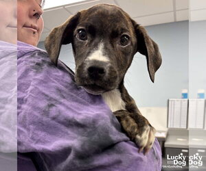 Plott Hound-Unknown Mix Dogs for adoption in Washington, DC, USA