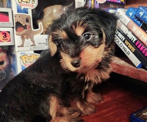 Yorkshire Terrier Puppy for sale in WINCHESTER, VA, USA