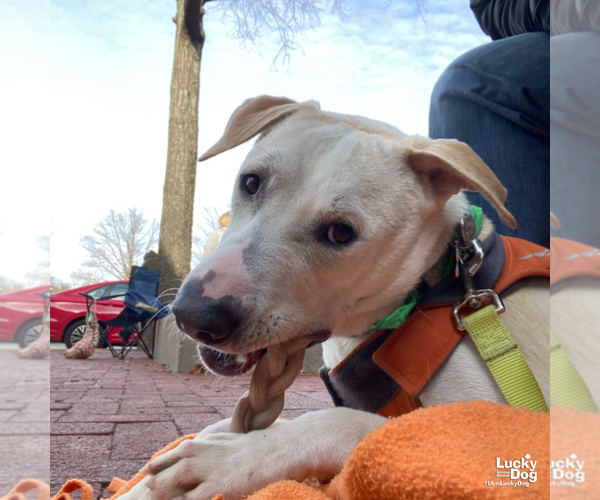 Medium Photo #10 Labrador Retriever-Unknown Mix Puppy For Sale in Washington, DC, USA