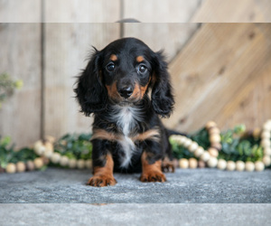 Dachshund Litter for sale in GREENWICH, OH, USA