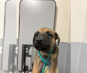 German Shepherd Dog-Unknown Mix Dogs for adoption in Las Vegas, NV, USA