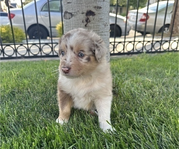 Medium Photo #2 Australian Shepherd Puppy For Sale in SAN JOSE, CA, USA