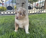 Small Photo #2 Australian Shepherd Puppy For Sale in SAN JOSE, CA, USA