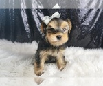 Small #3 Morkie