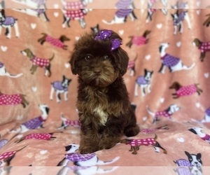ShihPoo Puppy for sale in LAKELAND, FL, USA