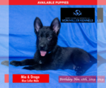 Small Photo #2 German Shepherd Dog Puppy For Sale in LONG GROVE, IL, USA