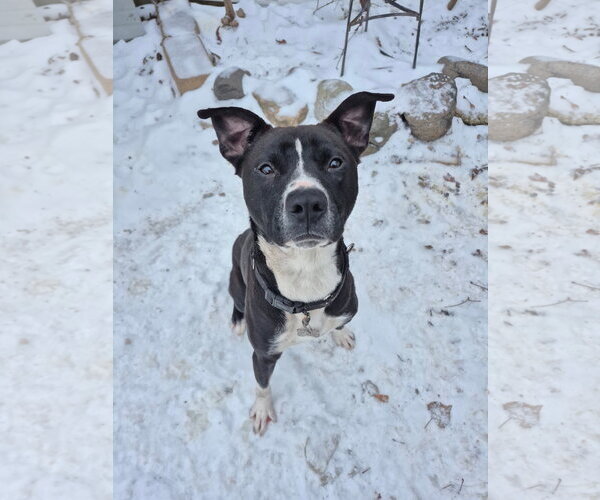 Medium Photo #1 American Pit Bull Terrier-Chow Chow Mix Puppy For Sale in Techny, IL, USA