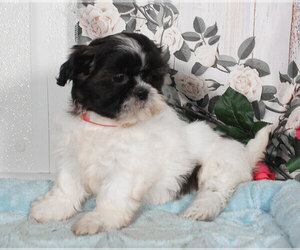 Shih Tzu Puppy for sale in PENNS CREEK, PA, USA
