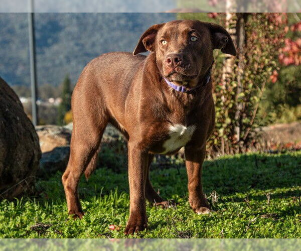 Medium Photo #1 Border Collie-Unknown Mix Puppy For Sale in San Andreas, CA, USA