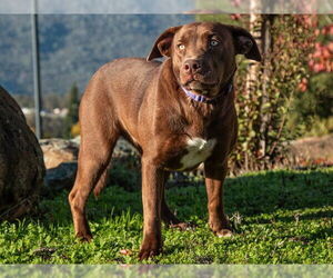 Border Collie-Unknown Mix Dogs for adoption in San Andreas, CA, USA