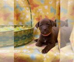 Small #1 Labrador Retriever Mix