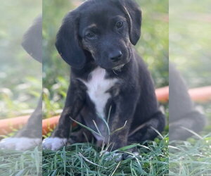 Pegasus - Male Border Collie-Unknown Mix Dog for Adoption - Photo #2