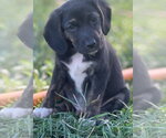 Small Photo #2 Border Collie-Unknown Mix Puppy For Sale in Tabernash, CO, USA