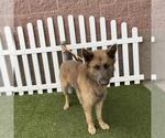Small German Shepherd Dog