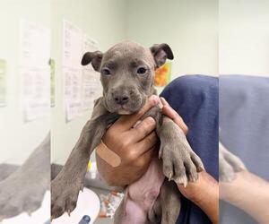 Mutt Dogs for adoption in Santa Cruz, CA, USA