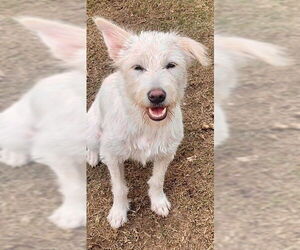 Mutt Dogs for adoption in Calgary, Alberta, Canada