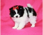 Small #20 Pomeranian