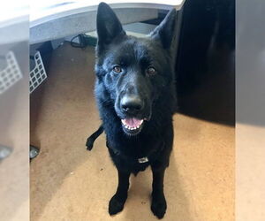 German Shepherd Dog-Unknown Mix Dogs for adoption in Alameda, CA, USA