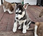 Puppy Buck Jr Siberian Husky