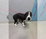 Small Mutt