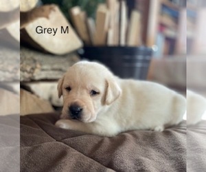 Labrador Retriever Puppy for Sale in Tekonsha, Michigan USA