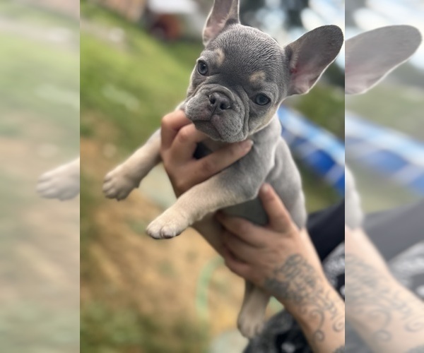 Medium Photo #9 French Bulldog Puppy For Sale in KENT, WA, USA