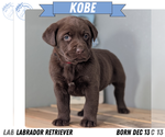 Puppy Kobe Labrador Retriever