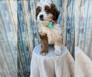 Aussiedoodle Puppy for sale in NILES, MI, USA