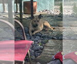 Small #2 Labrador Retriever Mix
