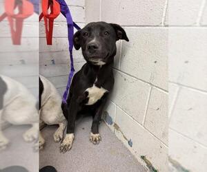 Labrador Retriever-Unknown Mix Dogs for adoption in San Bernardino, CA, USA