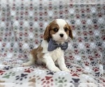 Small #1 Cavalier King Charles Spaniel