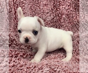 French Bulldog Puppy for sale in JOHNS ISLAND, SC, USA