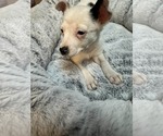 Small Photo #4 Chihuahua-Unknown Mix Puppy For Sale in MIDWAY, UT, USA