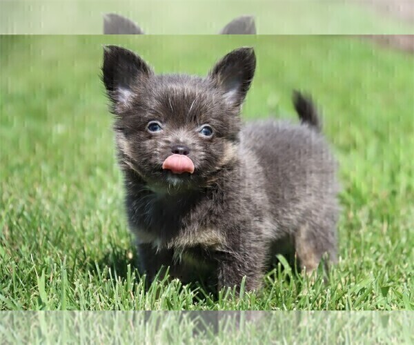 Medium Photo #14 Chihuahua Puppy For Sale in BOSTON, MA, USA