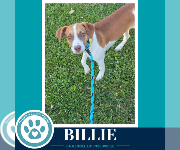 Medium Photo #2 Beagle-Unknown Mix Puppy For Sale in Kimberton, PA, USA