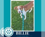 Small #1 Beagle Mix