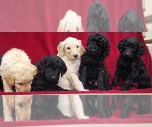 Double Doodle Puppy for sale in SUGARLOAF, PA, USA