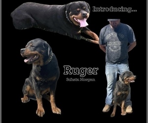 Father of the Rottweiler puppies born on 07/27/2022