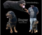 Small Photo #1 Rottweiler Puppy For Sale in MOORELAND, IN, USA