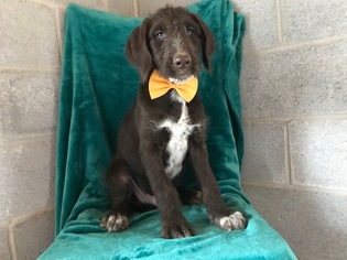 Dalmadoodle Puppy for sale in EAST EARL, PA, USA