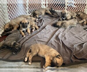 Irish Wolfhound Puppy for sale in BOONVILLE, NY, USA
