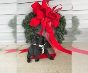 Dalmatian-Labrador Retriever Mix Puppy for sale in DUBLIN, GA, USA