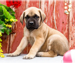 Small #2 Mastiff