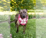 Small #1 American Pit Bull Terrier Mix