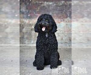 Poodle (Standard) Puppy for sale in TERRE HAUTE, IN, USA