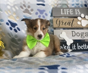 Shetland Sheepdog Puppy for sale in LANCASTER, PA, USA