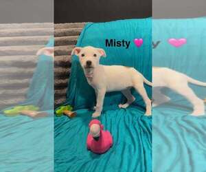 Mutt Dogs for adoption in Turlock, CA, USA